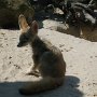 7. Drusillas - Mali the Fennec Fox